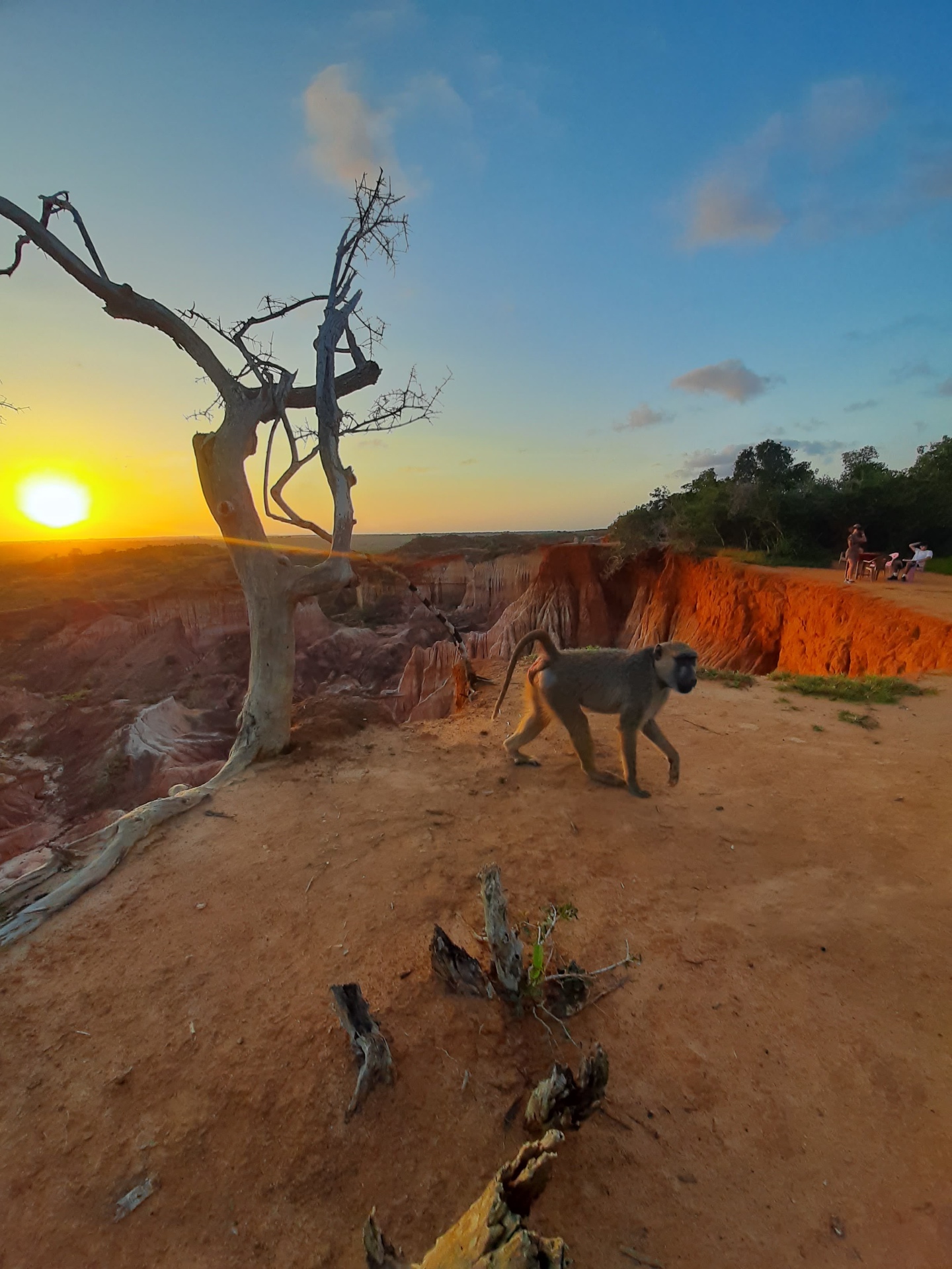 Babbuino al tramonto sul bordo del canyon